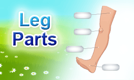 The Leg Parts | Science Interactive WorkSheets